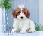 Small Goldendoodle (Miniature)