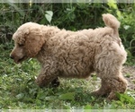Small Photo #13 Poodle (Standard) Puppy For Sale in GARWOOD, TX, USA