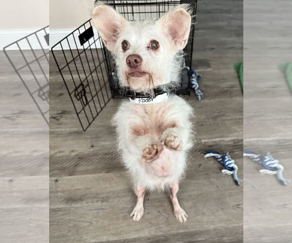 Medium Photo #5 Mutt Puppy For Sale in Cranston, RI, USA