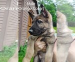 Small #1 German Shepherd Dog