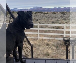American Pit Bull Terrier-Labrador Retriever Mix Dogs for adoption in Kanab, UT, USA