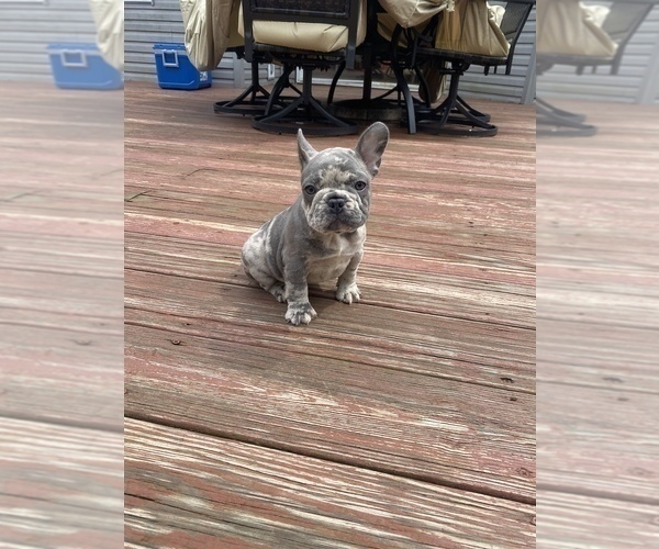 Medium Photo #5 French Bulldog Puppy For Sale in WESTERVILLE, OH, USA