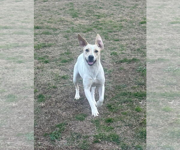 Medium Photo #2 Mutt Puppy For Sale in Eastman, GA, USA