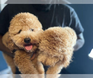 Goldendoodle (Miniature) Puppy for sale in RUSKIN, FL, USA