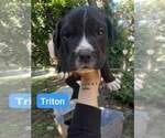 Puppy 4 Rottweiler-American Pit Bull Terrier