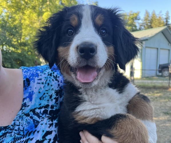Medium Photo #1 Bernese Mountain Dog Puppy For Sale in PLAINS, MT, USA