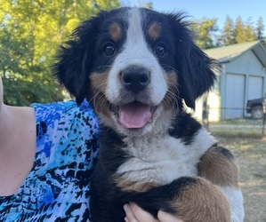 Bernese Mountain Dog Puppy for sale in PLAINS, MT, USA