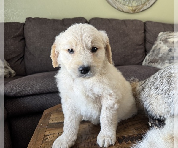 Medium Photo #1 Golden Retriever Puppy For Sale in FORDLAND, MO, USA