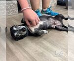 Small #1 Dachshund Mix