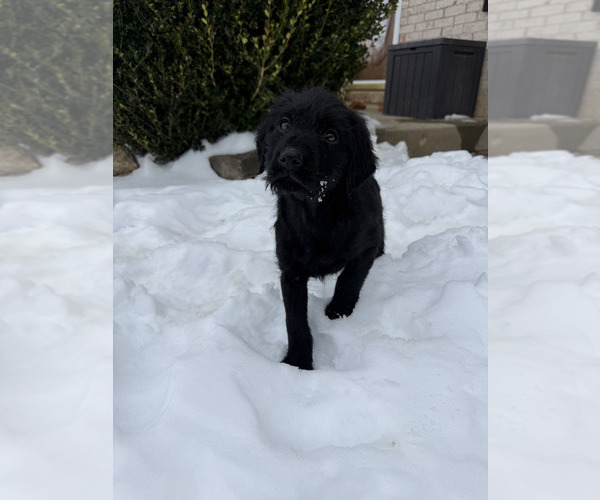 Medium Photo #1 Labradoodle Puppy For Sale in WILLIAMSTOWN, KY, USA