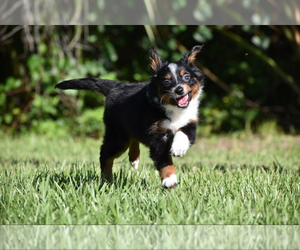 Miniature Australian Shepherd Puppy for sale in PALM COAST, FL, USA