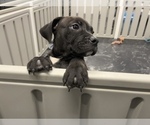 Small Photo #14 American Bully Puppy For Sale in REESEVILLE, WI, USA