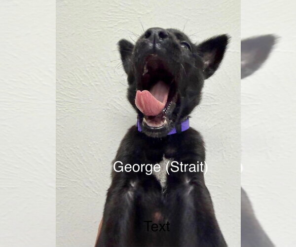 Medium Photo #4 Mutt Puppy For Sale in Imlay City, MI, USA
