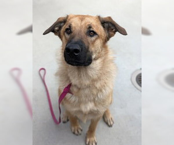 Medium Photo #1 German Shepherd Dog Puppy For Sale in Salinas, CA, USA
