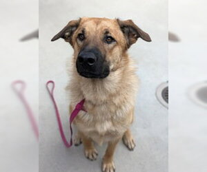 German Shepherd Dog Dogs for adoption in Salinas, CA, USA