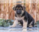 Puppy Gus German Shepherd Dog