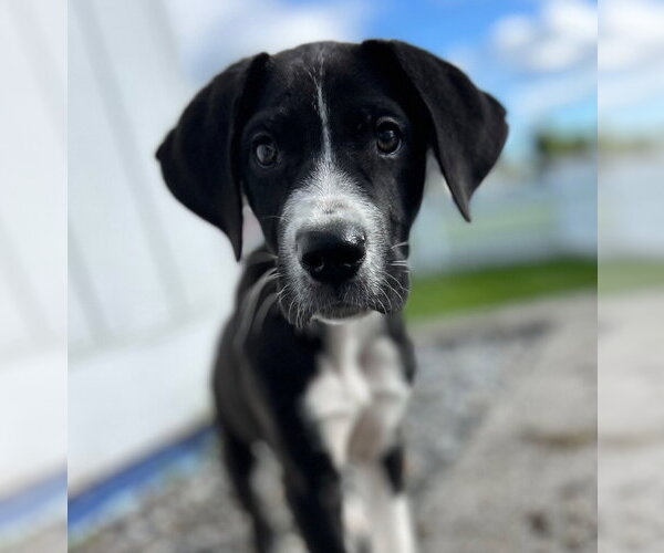 Medium Photo #16 Great Dane-Unknown Mix Puppy For Sale in Canton, CT, USA