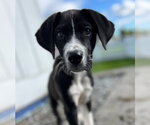 Small #15 Great Dane Mix