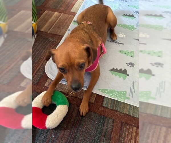 Medium Photo #5 Chipin Puppy For Sale in Greenbelt, MD, USA