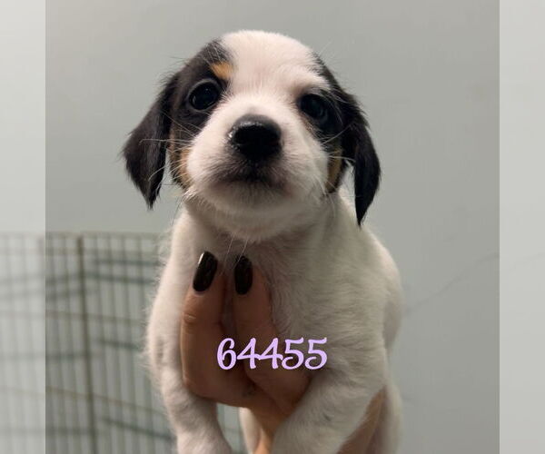 Medium Photo #1 Mutt Puppy For Sale in Chico, CA, USA