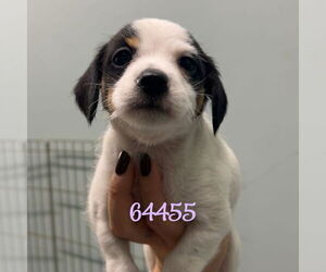 Mutt Dogs for adoption in Chico, CA, USA