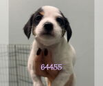 Small Mutt