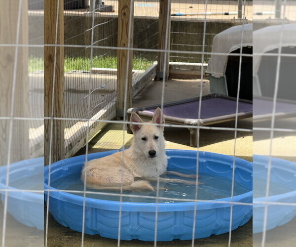 Medium Photo #4 German Shepherd Dog-Unknown Mix Puppy For Sale in San Leon, TX, USA