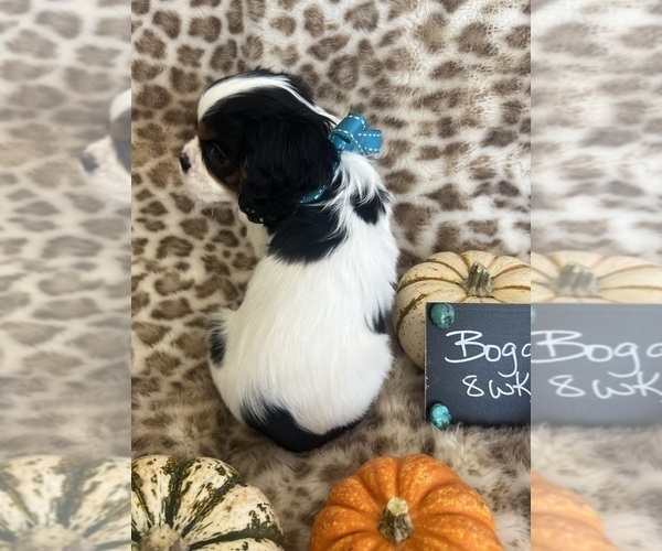 Medium Photo #8 Cavalier King Charles Spaniel Puppy For Sale in ABILENE, TX, USA