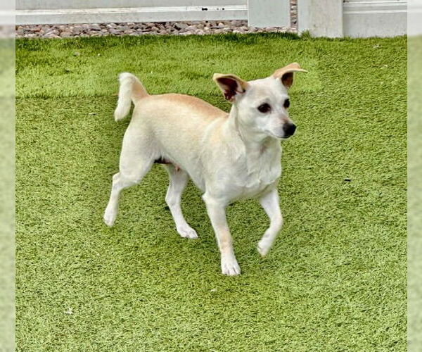 Medium Photo #2 Chihuahua-Unknown Mix Puppy For Sale in Canton, CT, USA