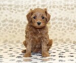 Small #2 Cavapoo
