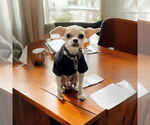 Small Maltese