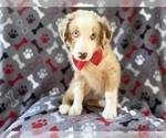 Small #4 Miniature Australian Shepherd