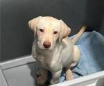 Image preview for Ad Listing. Nickname: Yellow Lab M B4