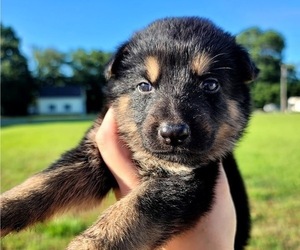 German Shepherd Dog Puppy for Sale in HERTFORD, North Carolina USA