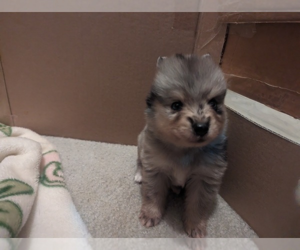 Medium Photo #4 Pomsky Puppy For Sale in KILLEEN, TX, USA