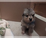 Small Photo #4 Pomsky Puppy For Sale in KILLEEN, TX, USA