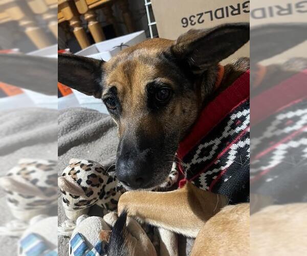 Medium Photo #1 German Shepherd Dog-Unknown Mix Puppy For Sale in Riverside, CA, USA