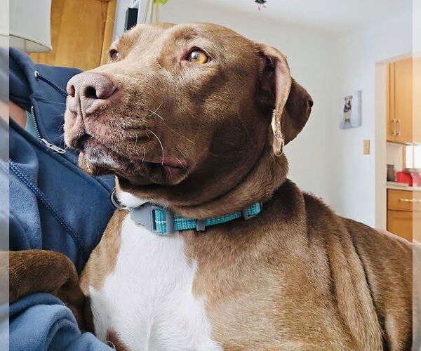 Medium Photo #2 Labrador Retriever-Unknown Mix Puppy For Sale in Princeton, MN, USA