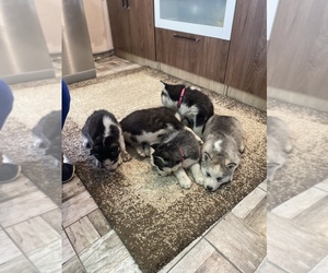 Siberian Husky Puppy for sale in Gyomaendrod, Bekes, Hungary