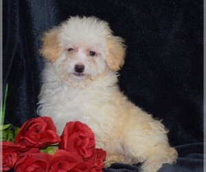 Maltipoo Puppy for sale in BARNESVILLE, KS, USA