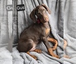 Small #1 Doberman Pinscher