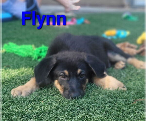 Medium Photo #2 German Shepherd Dog-Weimaraner Mix Puppy For Sale in Des Moines, IA, USA