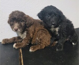 F2 Aussiedoodle-Goldendoodle Mix Puppy for Sale in NOVI, Michigan USA