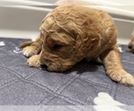 Small Photo #5 Goldendoodle Puppy For Sale in PORTLAND, OR, USA