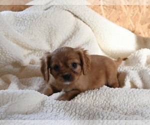 Cavalier King Charles Spaniel Puppy for sale in WOOSTER, OH, USA