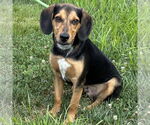 Small Beagle Mix