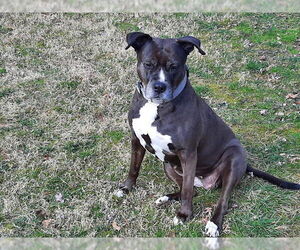 Lexi - Female Labrador Retriever-Unknown Mix Dog for Adoption - Photo #2