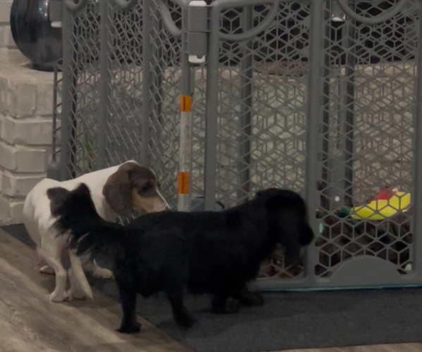 Medium Photo #1 Dachshund Puppy For Sale in WACO, TX, USA
