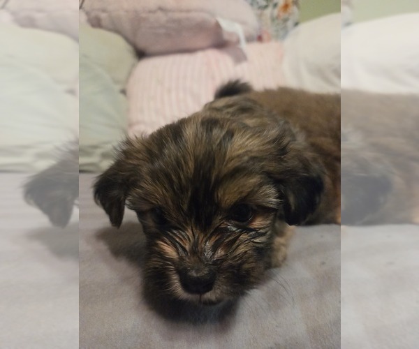 Medium Photo #13 Maltipom Puppy For Sale in HUDSON, MA, USA