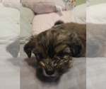 Small #12 Maltipom